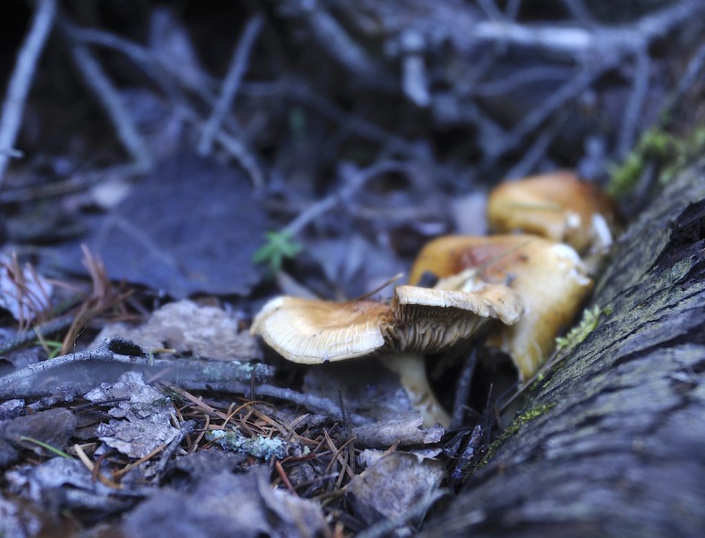 All the dirty details on this year's 'strange' mushroom season in Colorado - Vimarsana News